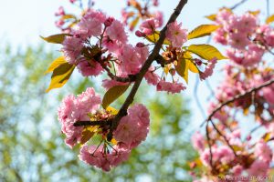 Vienna in spring: cherry blossom