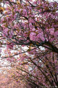 Vienna in spring: cherry blossom