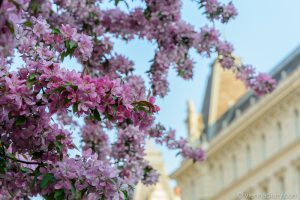 Vienna in spring: blossom